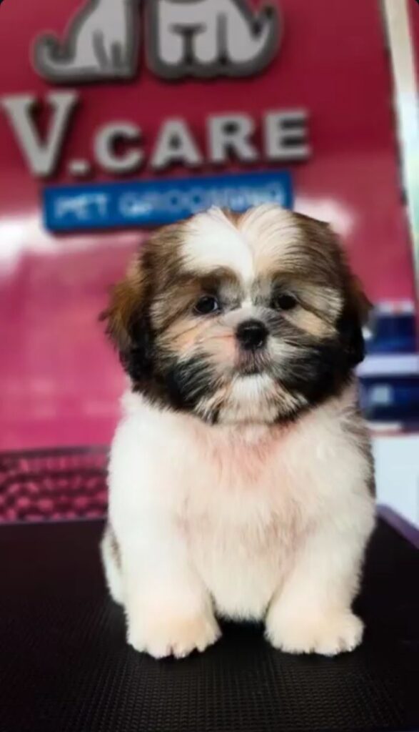 Pet Boarding & Stay Services whatsapp image 2025 12 17 at 1.32.46 pm