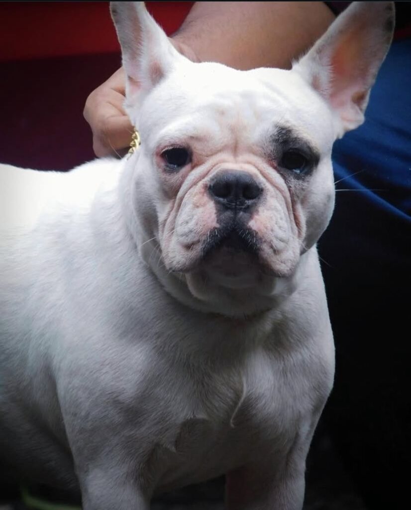 Pet Boarding & Stay Services whatsapp image 2025 12 17 at 1.32.47 pm